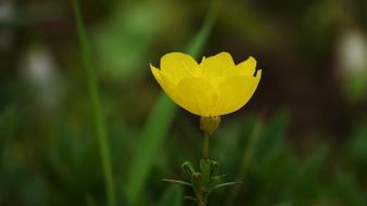 Yellow Flowers Nature