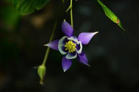 one purple flower in the grass