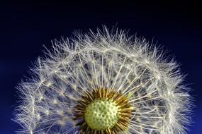 Dandelion Blossom Bloom
