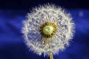 Dandelion Blossom Bloom