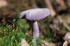 Fungus Nature Mushroom