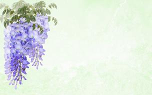 Greeting Card Wisteria Flower