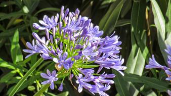 Flowers Petals Summer