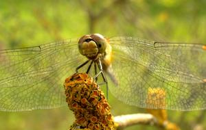 Dragonflies Różnoskrzydłe Nature