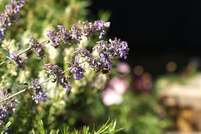 Bumblebee Garden Flower Summer