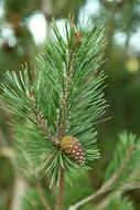 Needle Tree Pine No