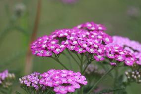 Yarrow Achillea Nature