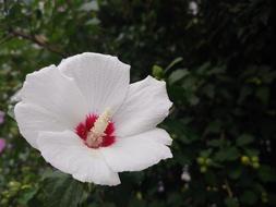 Flower Garden