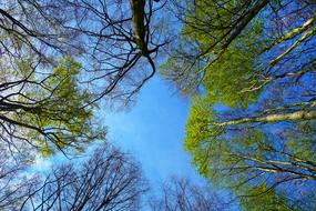 Tree Top Up