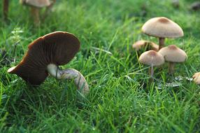 Mushroom Grass Fairies