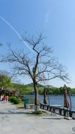 Tree Nature Waters