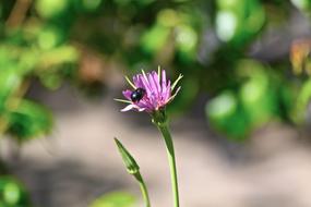 Bee Nature Leaf