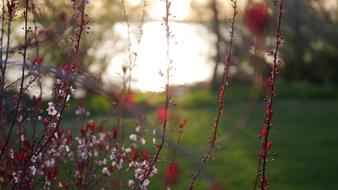 Nature Flower Outdoors