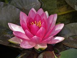Lily Pad Pink And Yellow Lotus