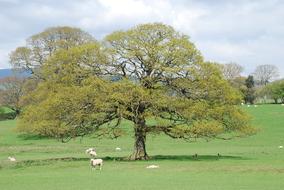 Tree Landscape Nature