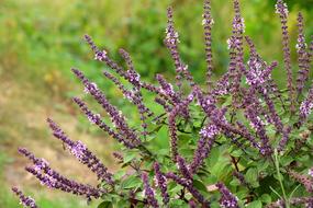 Sage Salvia Purple Flowers