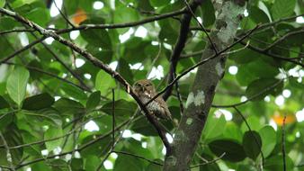 sparrow in the branches of the mior
