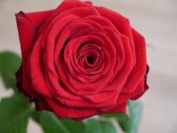 Red Rose Blossom