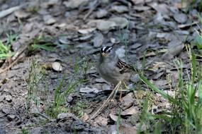 Nature Wildlife Outdoors