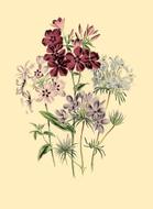 botanical print antique flora plant