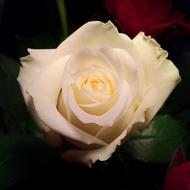 White Rose Flower Rosebush