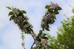 flowers branches are long