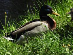 Birds Lawn Nature