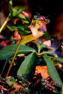 Anemone Blanda Plant Winterblueher