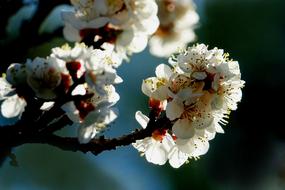 white flowers tree field