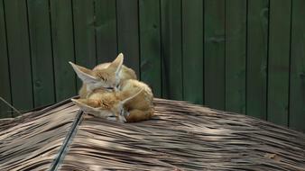foxes are small zoo