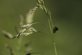 Nature Outdoor Plant