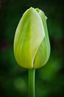 the bud is green closed
