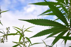 Marijuana Leaf Hashish