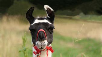 Black white lama in the field