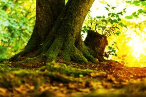 Log Tree Tribe