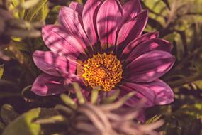 Nature Flower