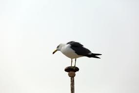 New Wildlife Nature