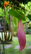 red leaf big green