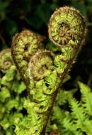 Fern Flora Nature