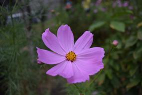 Nature Flower Plant