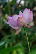 Plant Flower Natural