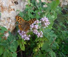 Butterfly Speckled Wood Nature