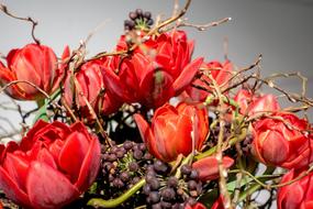 Flower Tulips Nature Tulip