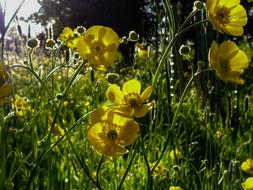 Sunlight Green Buttercup