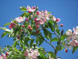Spring Flowering Branch Of