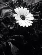 Flower Plant No Person