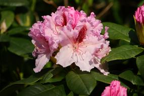 Flower Plant Nature