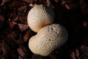 Fungus Mushroom Nature
