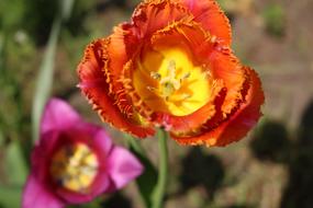 Flower Nature Plant