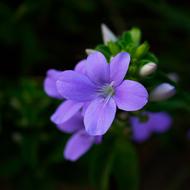 Purple Flower Nature Pink